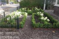 Voortuin met buxus en witte hortensia's