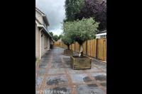 Bomen met sierbestrating