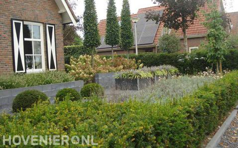 Groene tuin met hortensia's, siergras, buxusbollen en taxushaag