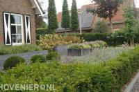 Groene tuin met hortensia's, siergras, buxusbollen en taxushaag
