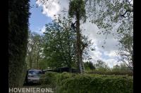 Boomverzorging en opruimen takken