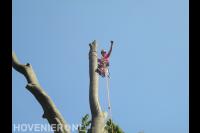 Boom kappen mbv klimtechnieken 1