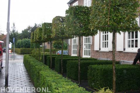 Voortuin met strakke hagen en leibomen in kubusvorm