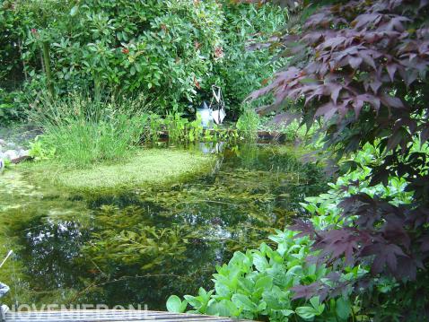 Natuurlijke vijver