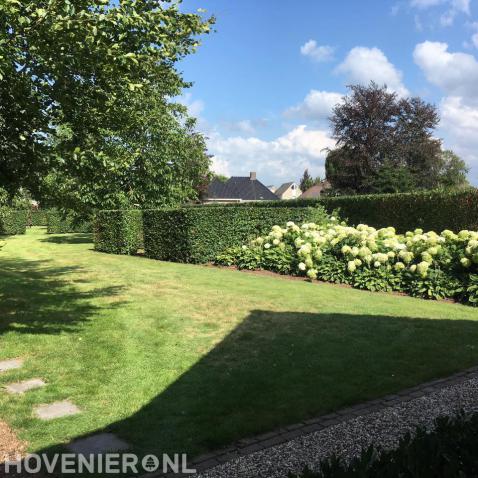 Onderhoud van tuin met gazon, hagen en hortensia's