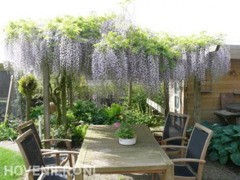 Pergola met blauwe regen in bloei bij terras