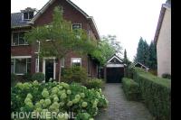 Groene voortuin met hortensia's en ligusterhaag