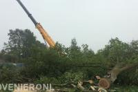 Toppunt Boomverzorging & Boomrooierij