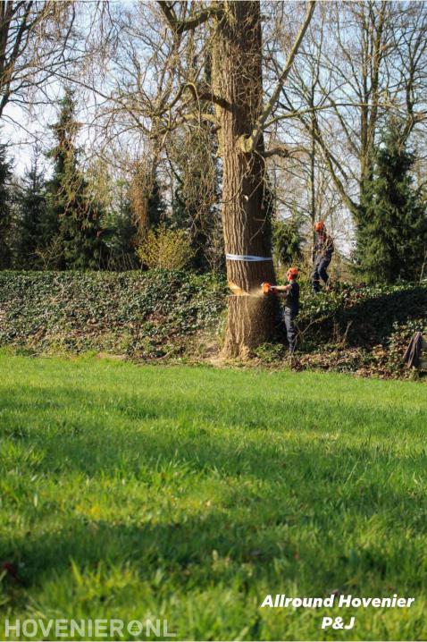 Grote boom omzagen met kettingzaag