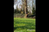 Grote boom omzagen met kettingzaag