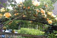 Pergola met klimrozen