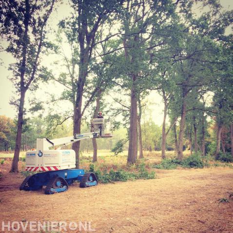 Bomen snoeien met inzet van hoogwerker