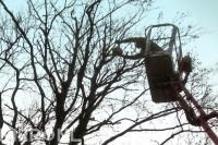 Boom snoeien met hoogwerker