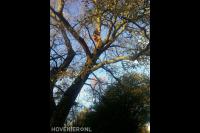 Boom snoeien mbv klimtechnieken