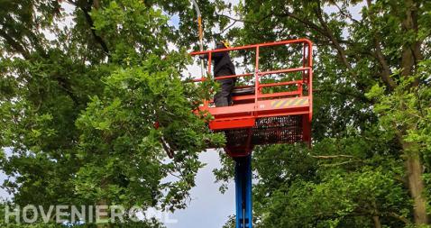 snoeien boomtoppen met een hoogwerker