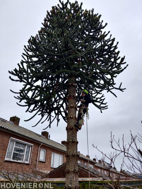 Apenboom verwijderen