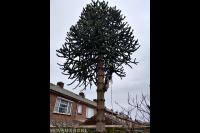 Apenboom verwijderen