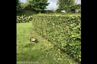 Beukenhaag knippen met heggeschaar
