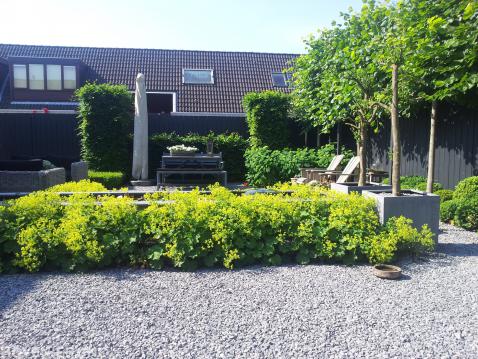 Moderne tuin met vijver, bomen en veel groen