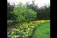 Border met bloeiende gele krokussen