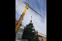 Boom verwijderen mbv grote kraan 1