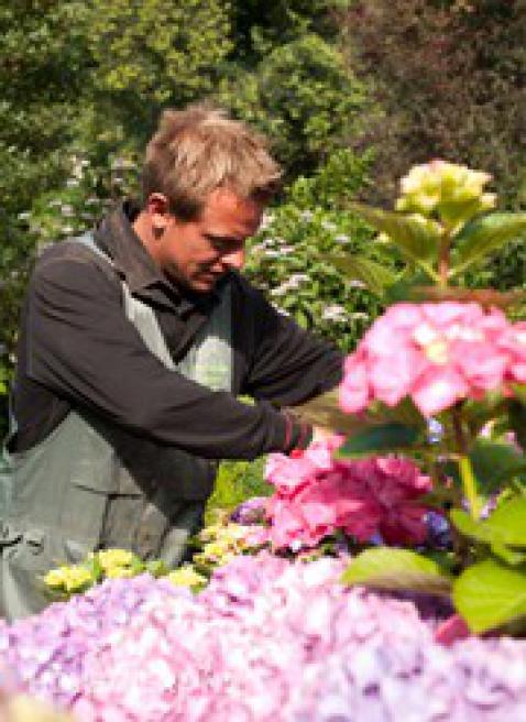 Planten hortensia