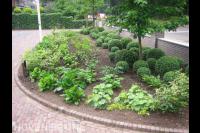 Groene border met buxusbollen