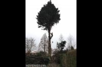 Boom kappen met behulp van klimtechnieken