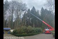 Boom snoeien met inzet van hoogwerker