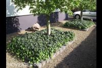 Borders met bodembedekkende klimop