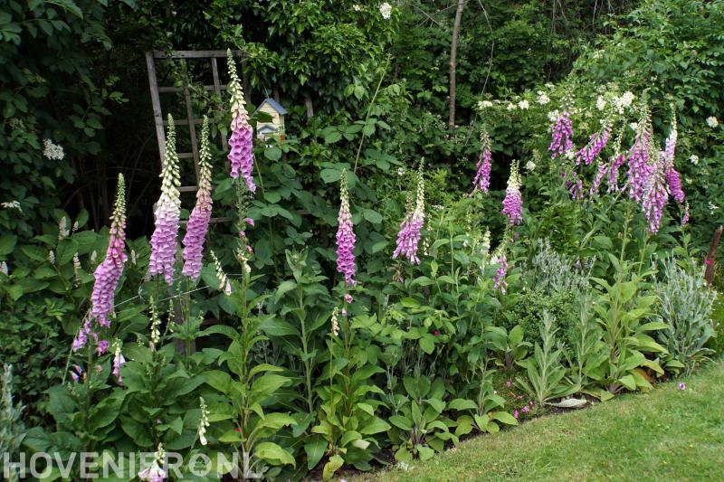 Hovenier Tao van Henny