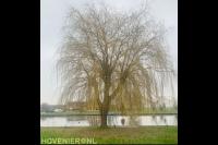 Ridderhof Boomverzorging