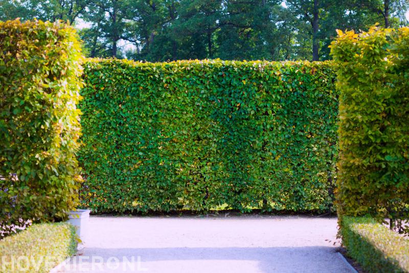 Trinova Boomspecialist