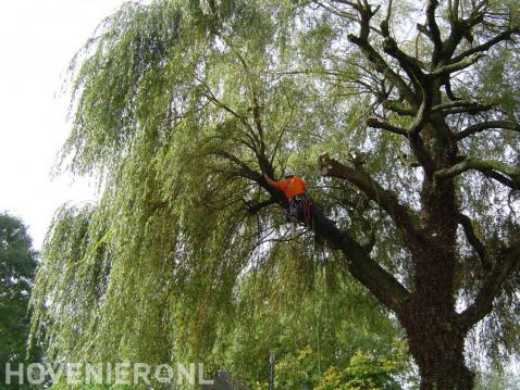 Kappen van boom met behulp van klimtechnieken