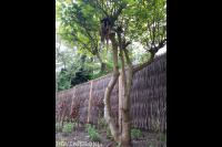 Schutting van gevlochten wilgentenen