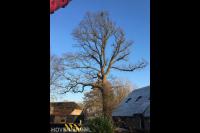 Toppunt Boomverzorging & Boomrooierij