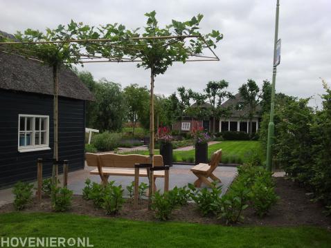 Leibomen bij terras met houten bankjes