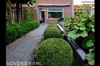 Buxusbollen langs looppad