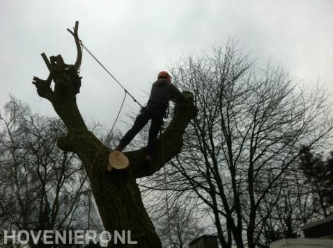 Boom kappen met behulp van klimtechnieken