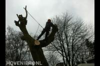 Boom kappen met behulp van klimtechnieken