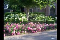 Kleurrijke voortuin met hortensia's, rozen en lavendel