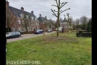 Wiegersma Boomverzorging