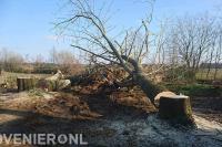 Toppunt Boomverzorging & Boomrooierij