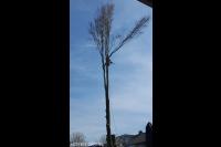 Maton Boomverzorging