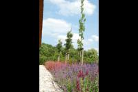Kleurrijke beplanting van border
