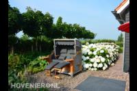 Tuin met luxe ligbank en grote witte hortensia's