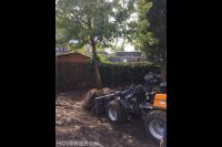 Boom verplaatsen met minishovel