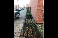 renovatie zijtuin Kudelstaart