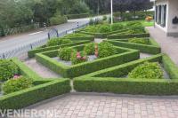 Voortuin met buxushagen, split en hortensia's