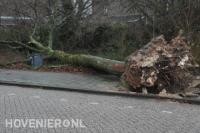 Boomverwijdering na stormschade